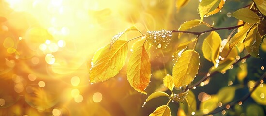 Aufkleber - Copy space image of dewy yellow-green autumn leaves under morning sun in a forest with a blurred background.
