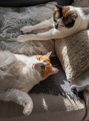 Poster - two domestic white cats lying on a sofa under the light of the window