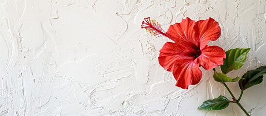 Aufkleber - Chinese hibiscus flower against a white wall with copy space image.