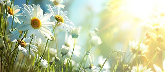 Wall Mural - Sunny meadow with daisies, offering a delightful copy space image in a sunny setting.