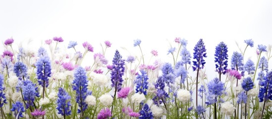 Poster - A field of lilac and cornflower flowers set against a white backdrop with copy space image available.
