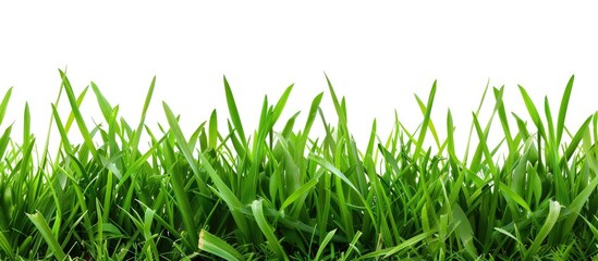 Poster - Isolated white background with fresh green grass providing copy space image.
