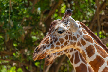 portrait of giraffe close up