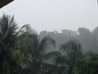 © Patrick - La forte pluie tombe sur les palmiers