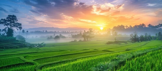 Poster - Lush green rice fields under a colorful sky with trees in the background growing under the sunrise with a beautiful backdrop for copy space image.