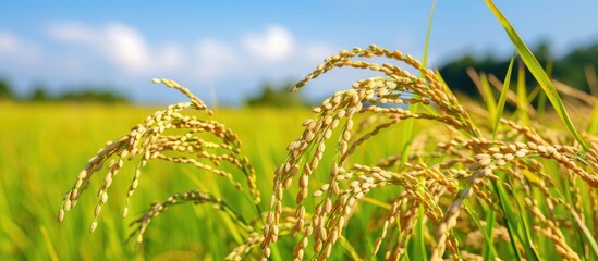 Poster - Copy space image of Japanese rice fields pre-harvest with a backdrop of a clear blue summer sky and ripe rice ears.