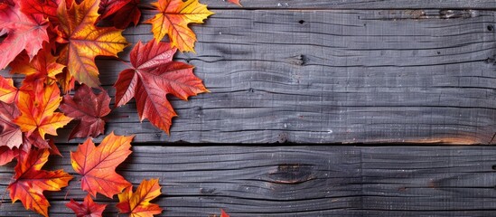 Poster - Horizontal frame featuring autumn maple leaves on a wooden surface with copy space image.