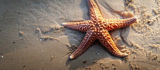 Aufkleber - A sea star lying on the sandy beach with available copy space image.