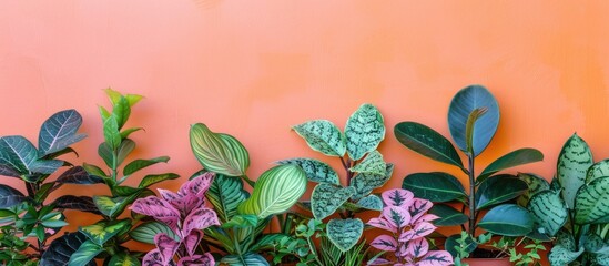 Wall Mural - Arrangement of plants on a bright backdrop with copy space image.