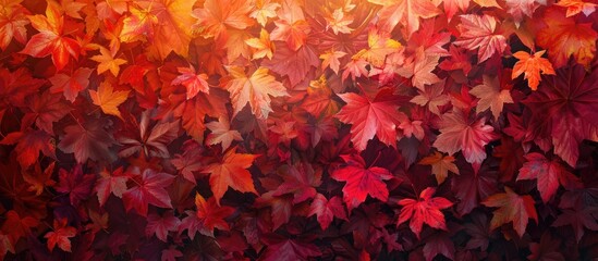 Poster - The colorful autumn leaves create a vivid backdrop with glowing red, orange, and yellow hues in the sunlight, perfectly captured in a copy space image.