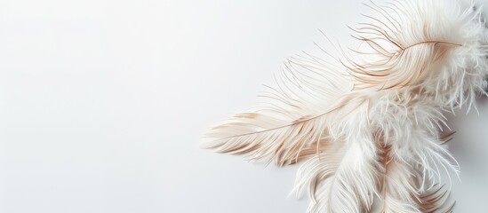 Aufkleber - Soft, feathery bird plumes against a blank white backdrop, providing room for text in this copy space image.