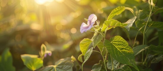 Aufkleber - In the morning light, a young green long bean bush and a soft purple flower grow together, set against a natural background with available copy space image.