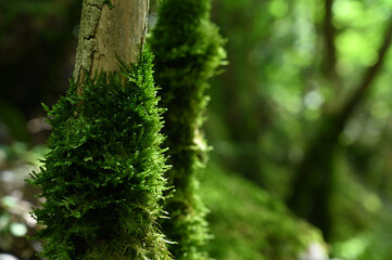 Nature green moss on tree in forest or woods.