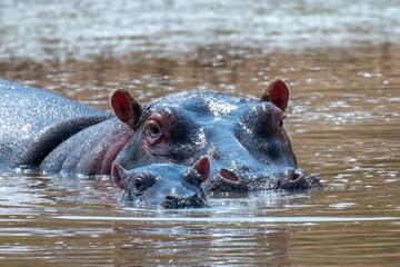 Poster - Hippo with baby (Hippopotamus amphibius) in the river. National park of Kenya, Africa