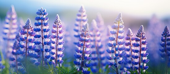 Poster - Background with copy space image of wild lupine flowers in a meadow during springtime.