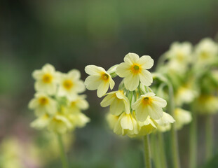 beautiful cowslip in the garden, yellow blossoms, close up of primula veris flower, green background, flowers in spring, primula on the meadow, primrose