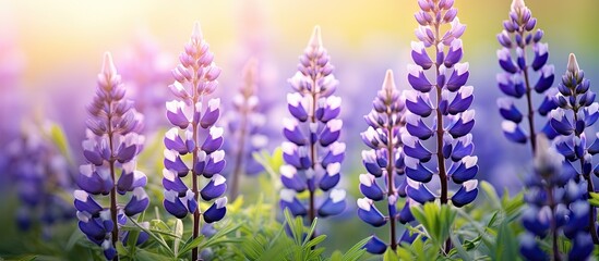 Poster - Background with copy space image of wild lupine flowers in a meadow during springtime.