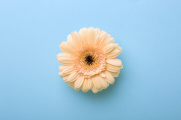 Wall Mural - One beautiful tender gerbera flower on light blue background, top view