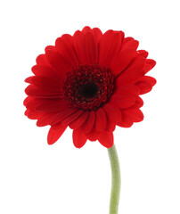 Wall Mural - Beautiful red gerbera flower isolated on white