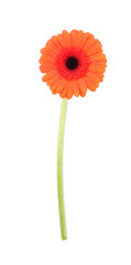 Wall Mural - Beautiful orange gerbera flower isolated on white, top view