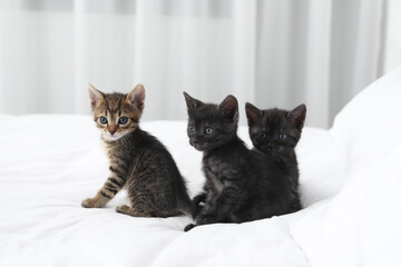 Poster - Cute fluffy kittens on bed indoors. Baby animals