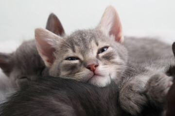 Wall Mural - Many cute fluffy kittens against blurred background. Baby animals