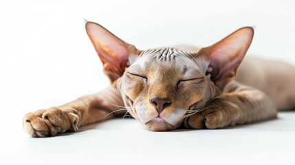 Wall Mural - Sleeping Sphynx cat