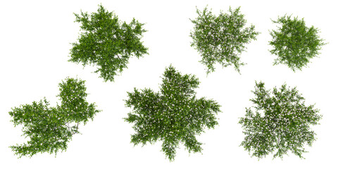 Wall Mural - set of Mint bush plants on transparent background, 3D rendering from top view