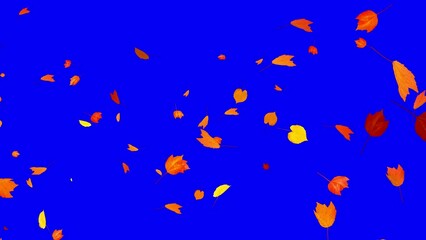 Wall Mural - Colorful Autumn Leaves - Windy Flying Spurt - 6 - Blue Screen - Realistic 3D Transition animation with alpha channel on chroma key background