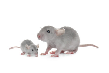 Wall Mural - Mother rat and baby pup isolated on white
