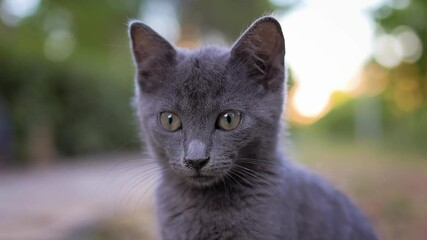 Wall Mural - slow motion portrait of kitten gray cat