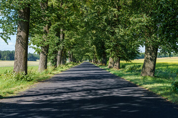 Wall Mural - A serene road flanked by trees, ideal for peaceful countryside drives and tranquil walks in nature