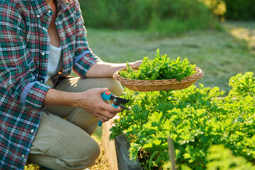 Close up of hands with garden shears cutting parsley herb crop