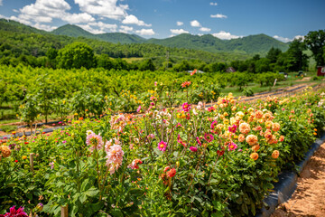 Wall Mural - mountain flower farm