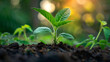 © Bnetto - Young green plants growing in rich, dark soil, with dewdrops glistening on their leaves.