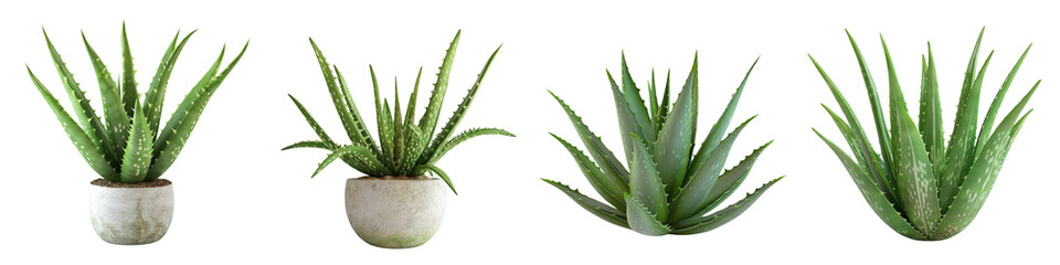 Wall Mural - set of a stack of fresh aloe Vera slices, vibrant green, clear layers on a transparent background