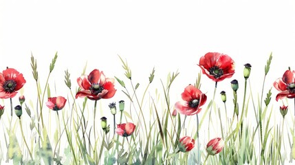 Poster - Watercolor tall grass and red poppys on a white background