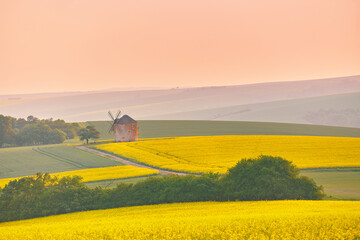 Wall Mural - Old windmill in blooming Spring landscape with rolling hills. Yellow colza canola fields in sunset light. Kunkovice, Moravia, Czech