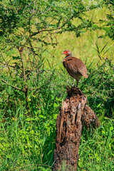 Wall Mural - Gray-breasted Spurfowl Perching on Tree Stump