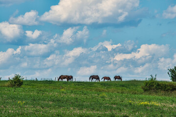 Sticker - Horses on the ridge with white puffy clouds in a blue sky