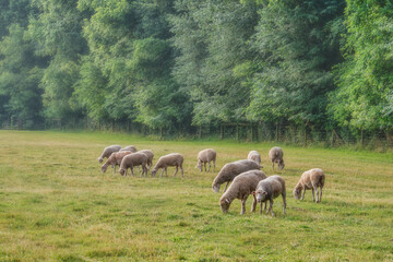 Wall Mural - herd of sheep on pasture in morning