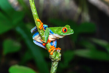 red eyed tree frog