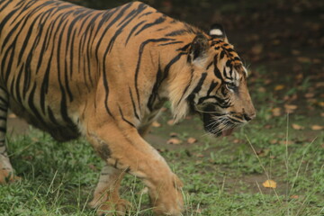 Wall Mural - A Sumatran tiger wanders around the area during the day