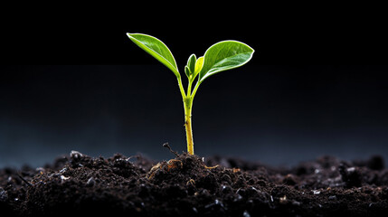 young plant sprout growing from isolated background