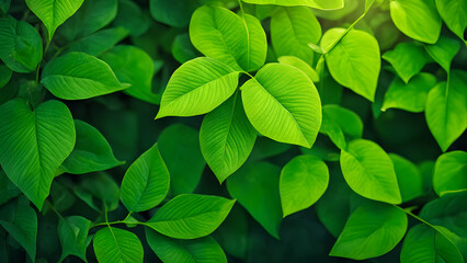 Wall Mural - A lush green leafy plant with many leaves