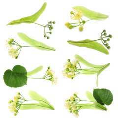 Canvas Print - Linden flowers and leaves isolated on white, set
