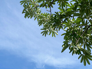 Canvas Print - Alstonia scholaris tree branches in flora, nature and environment