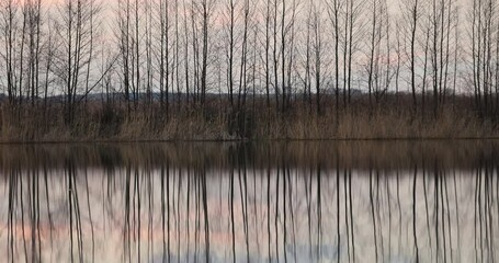 Wall Mural - sunset is an autumn season with trees without foliage, a row of trees without foliage and a lake shore at sunset in spring