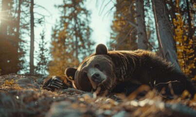 Sticker - A large brown bear is lying on the ground in a forest. AI.