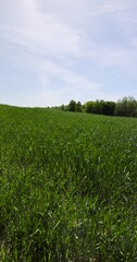 Wall Mural - Green wheat grass in the field in spring, new wheat harvest